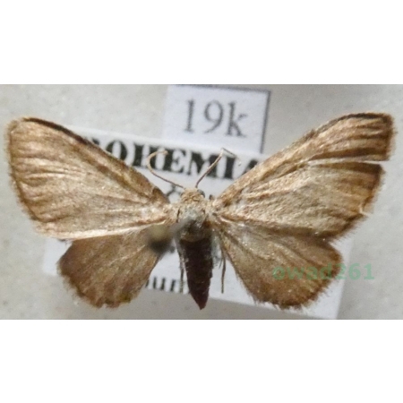 Eupithecia immundata (Lienig, 1846) Czech19k